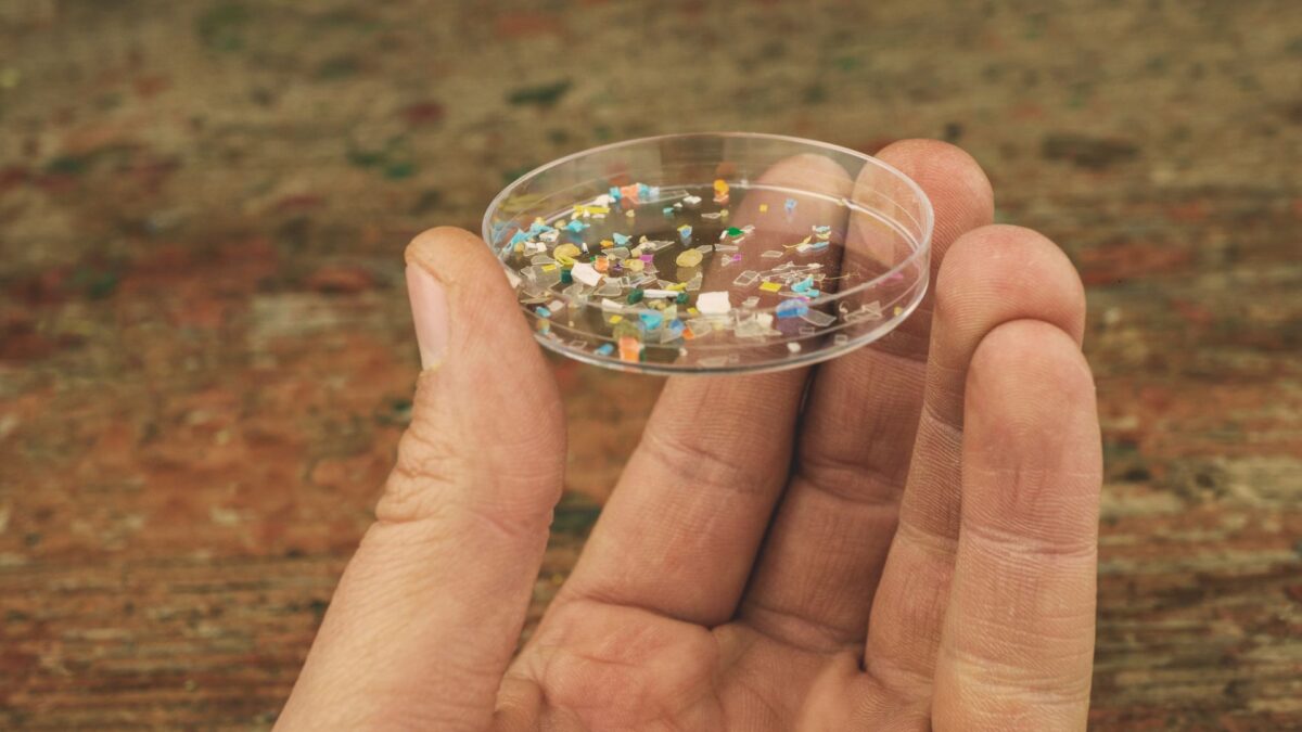 hidden hormone disruptors in petrie dish