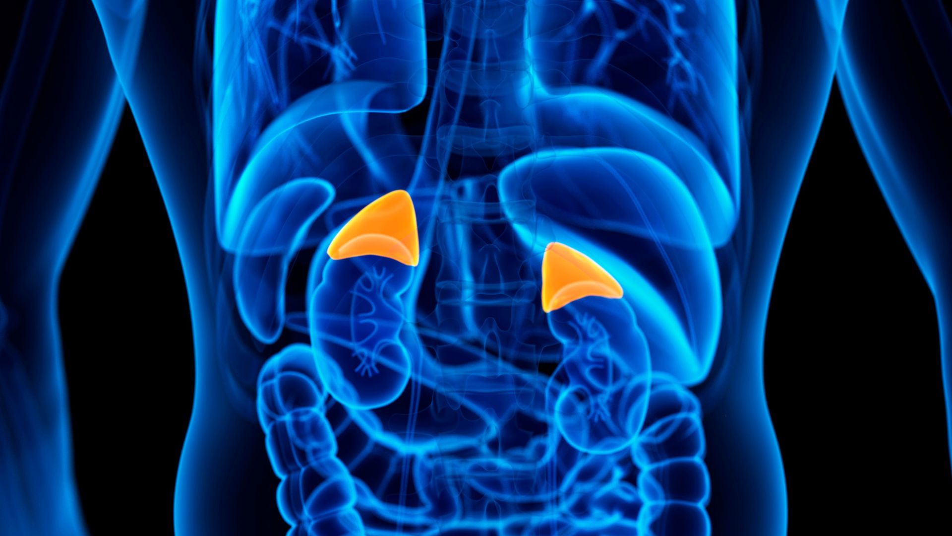 scan of the body showing adrenal glands